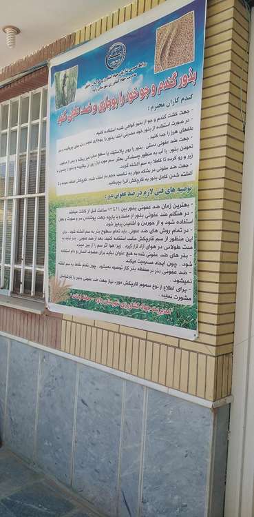 بنر ضد عفونی بذور غلات 